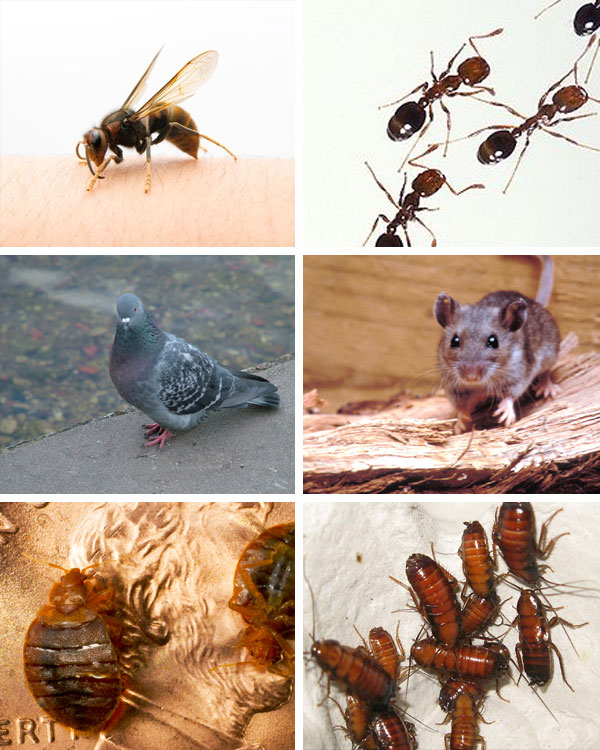 Bug Man Collage