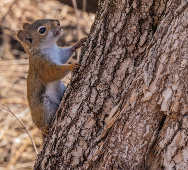 Active squirrel climbing a tree, perfect for safe and humane relocation