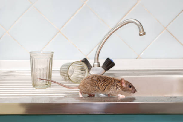 Kitchen sink highlighting common rat infestation areas needing expert removal